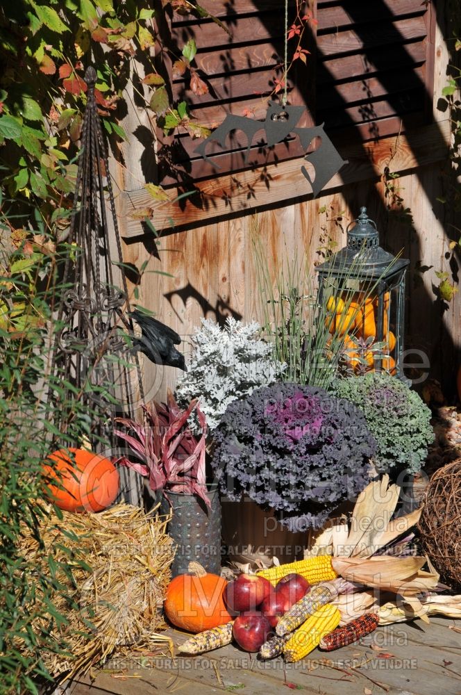 Garden landscaping - fall autumn 14