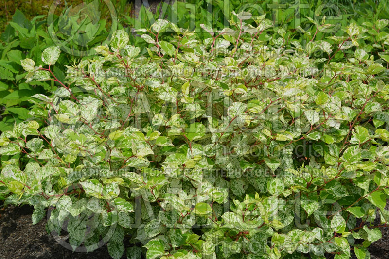 Fallopia Variegata (Knotweed) 2 