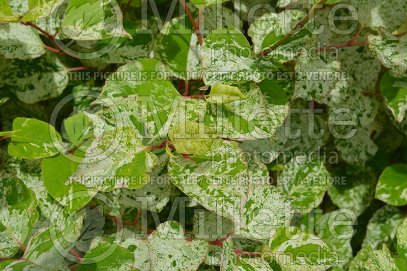 Fallopia Variegata (Knotweed) 3 