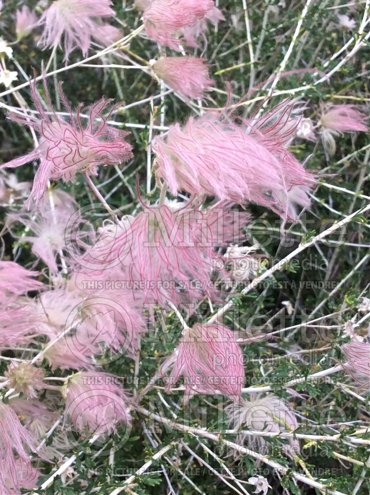 Fallugia paradoxa (Apache plume) 2