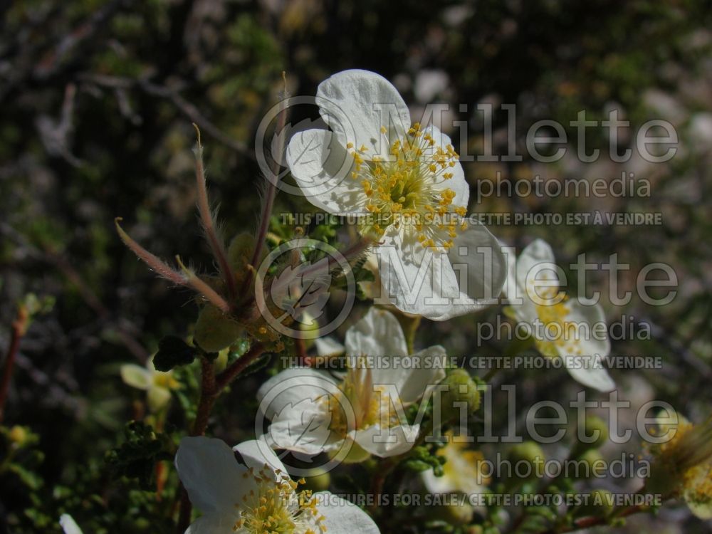 Fallugia paradoxa (Apache plume) 3