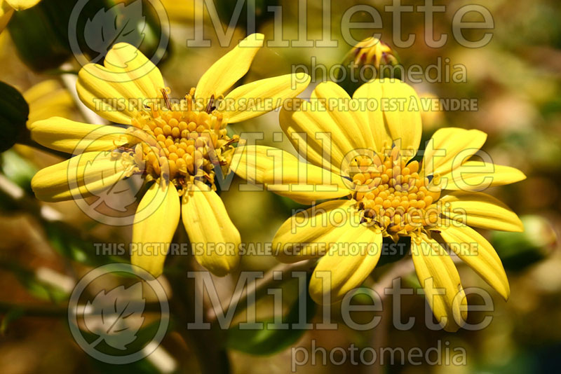 Farfugium aka Ligularia Giganteum (Giant leopard plant) 5 