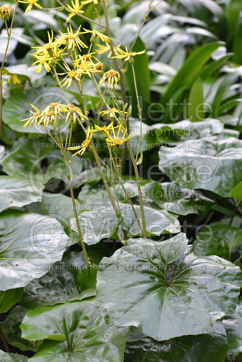 Farfugium or Ligularia Giganteum (Giant leopard plant) 6 