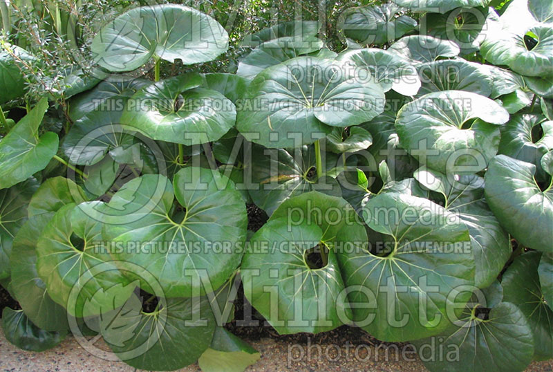 Farfugium aka Ligularia Giganteum (Giant leopard plant) 1 