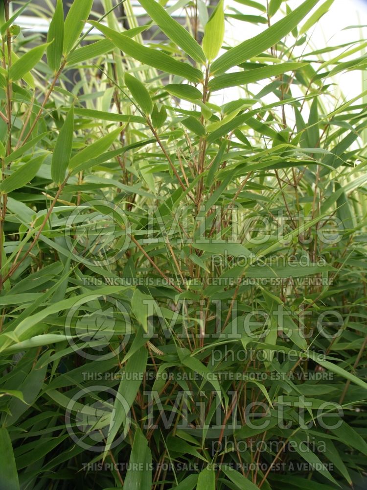 Fargesia Rufa (Fountain Bamboo) 1 