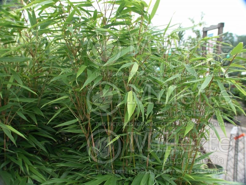 Fargesia Rufa (Fountain Bamboo) 2 