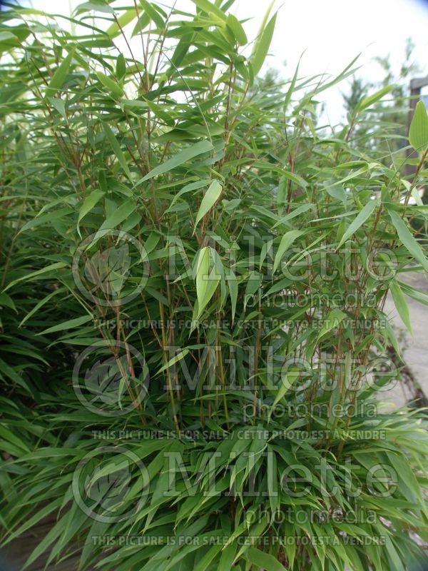 Fargesia Rufa (Fountain Bamboo) 3 