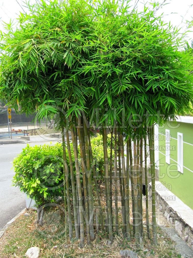 Fargesia nitida (Fountain Bamboo) 1 