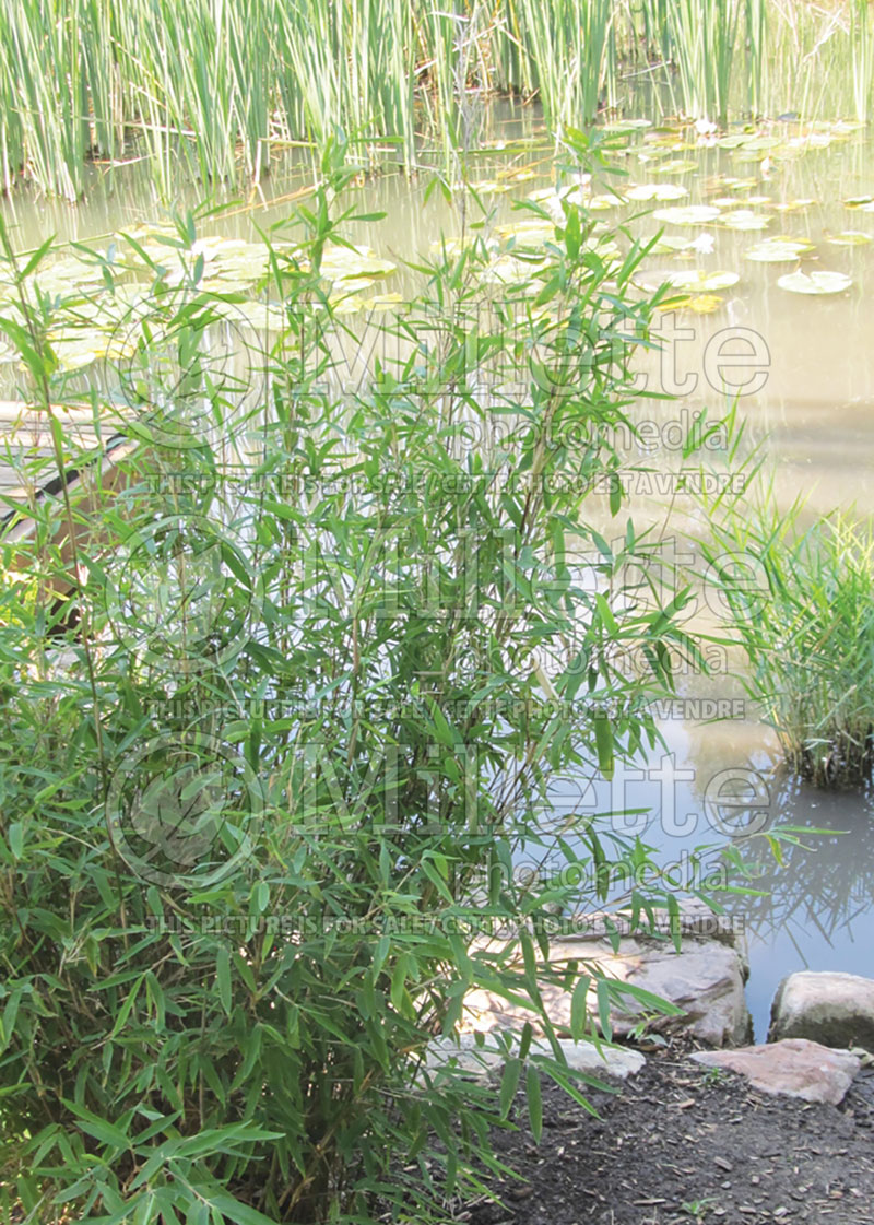 Fargesia nitida (Fountain Bamboo) 2 