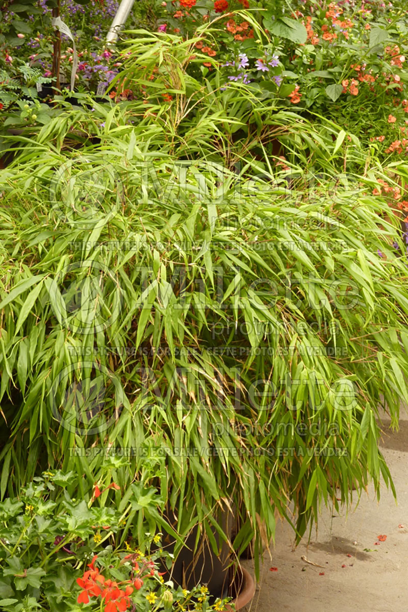 Fargesia Green Panda (Fountain Bamboo) 1 