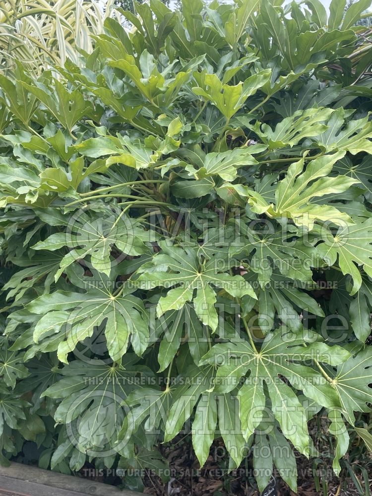 Fatsia japonica (Japanese Aralia) 1 