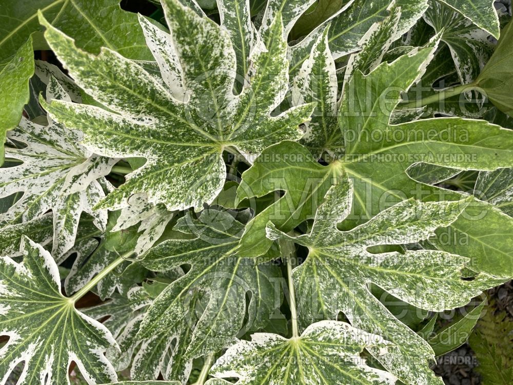 Fatsia Spider's Web (Japanese Aralia) 5 