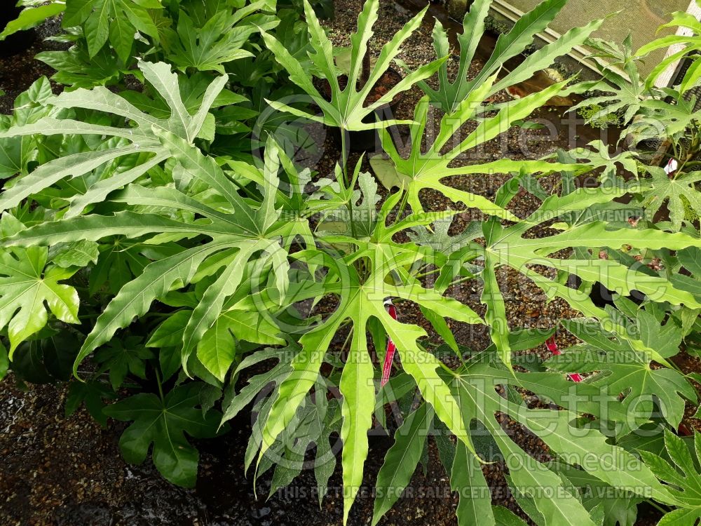 Fatsia Green Fingers (many-fruited aralia) 1 