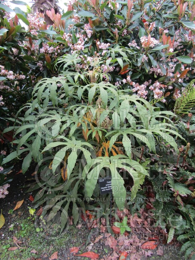 Fatsia Green Fingers (many-fruited aralia) 2 