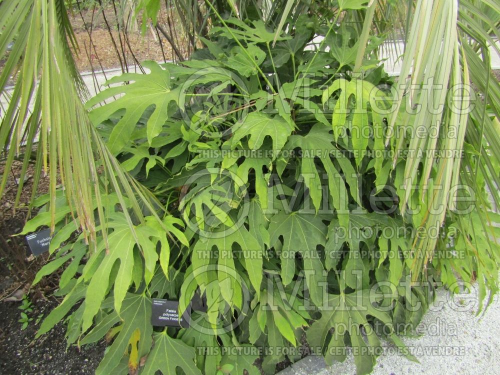 Fatsia Green Fingers (many-fruited aralia) 3 