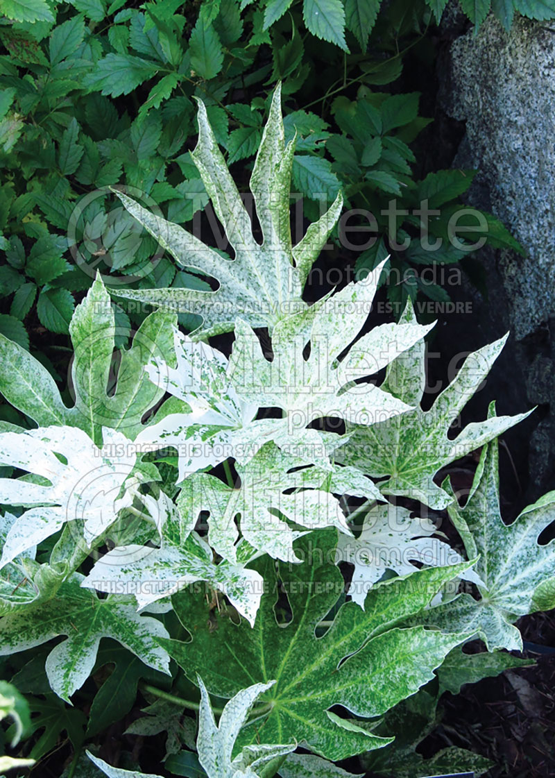 Fatsia Spider's Web (Japanese Aralia) 2 