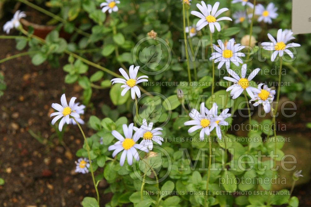 Felicia amelloides (Blue Marguerite) 1