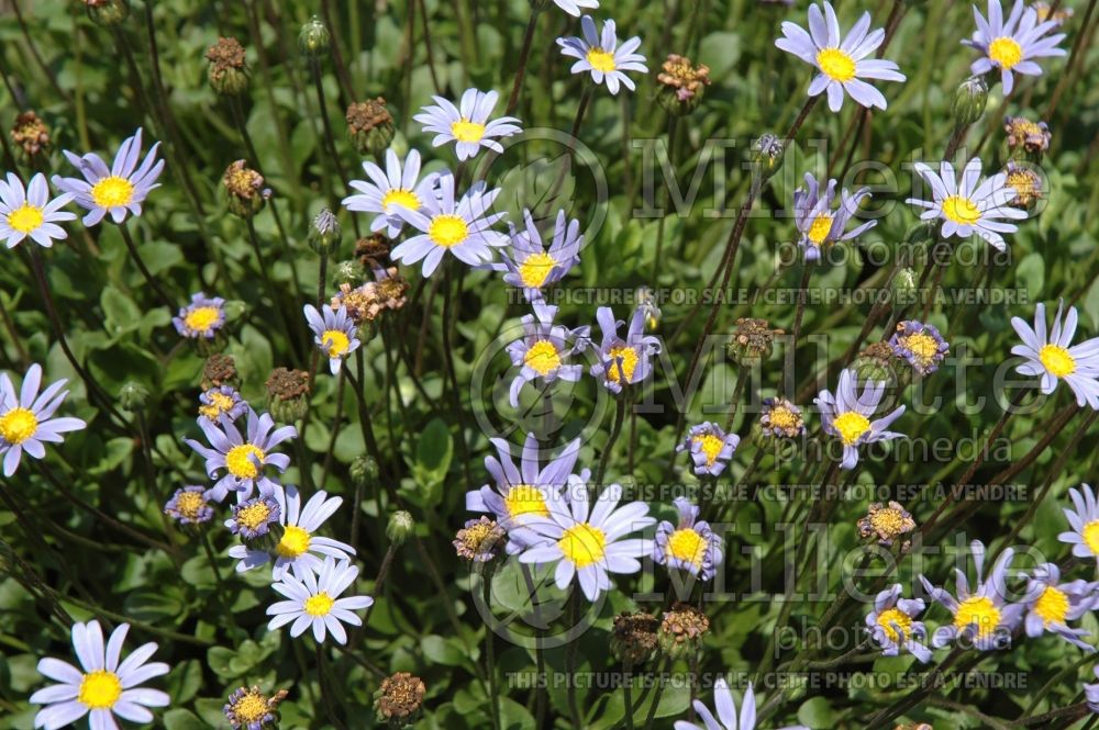 Felicia Pinwheel Periwinkle (Blue Marguerite) 2