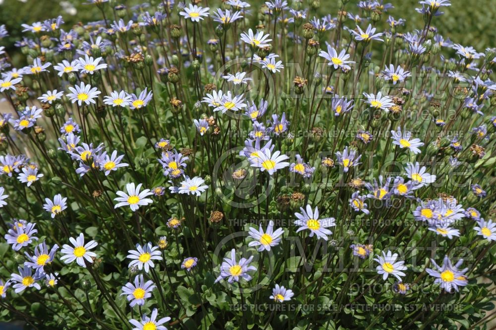 Felicia Pinwheel Periwinkle (Blue Marguerite) 1