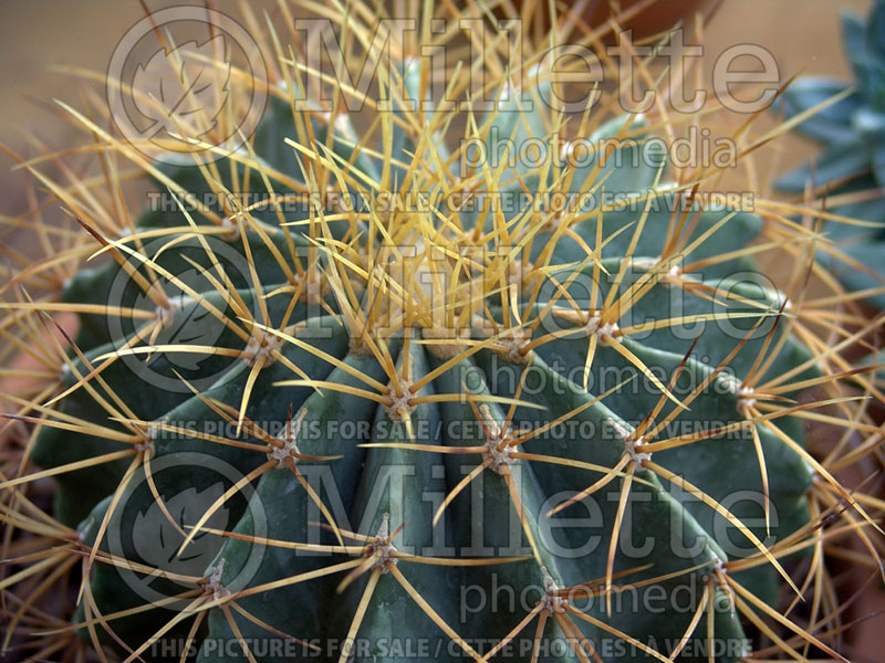 Ferocactus latispinus (Barrel cactus) 1 