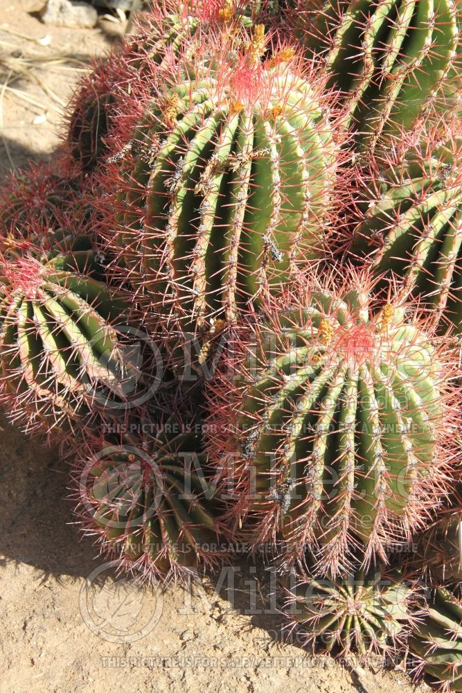 Ferocactus pilosus (Mexican lime cactus) 1 