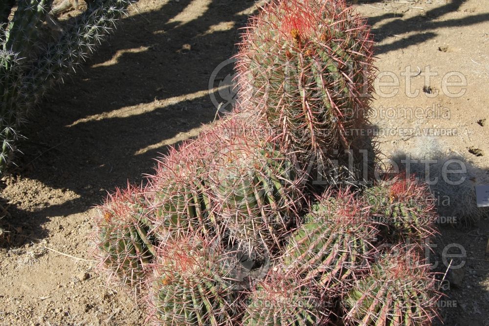 Ferocactus pilosus (Mexican lime cactus) 2 