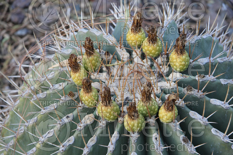 Ferocactus pottsii (Small barrel cactus) 1 