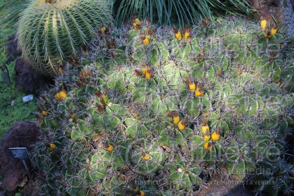 Ferocactus robustus (Clump barrel cactus) 1 