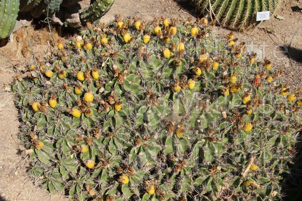 Ferocactus robustus (Clump barrel cactus) 2 