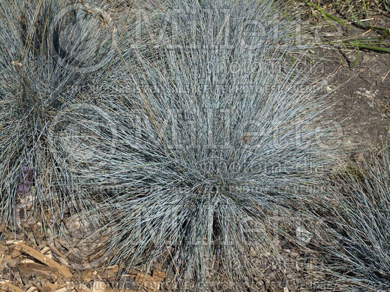 Festuca Cool as Ice (Blue fescue grass) 2 