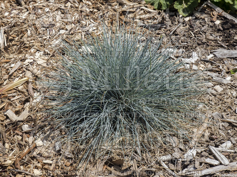 Festuca Cool as Ice (Blue fescue grass) 1 