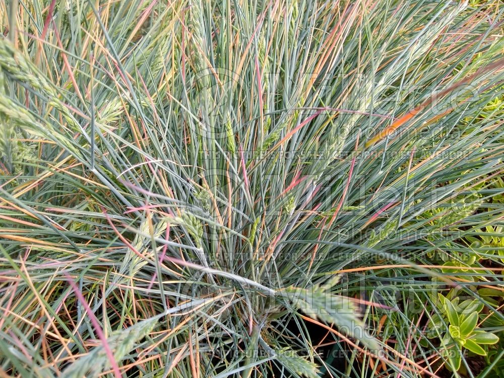 Festuca Azurit (fescue grass) 1 
