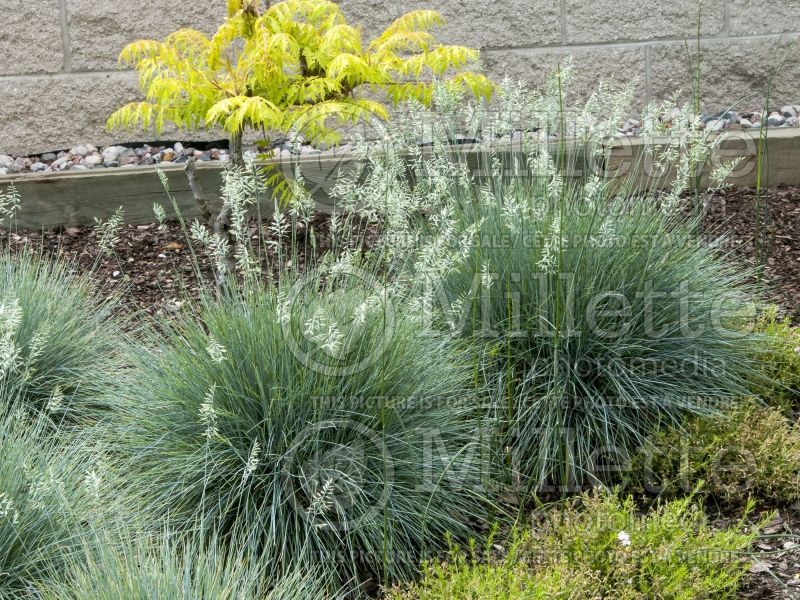 Festuca Elijah Blue (Blue fescue grass - fétuque) 6 