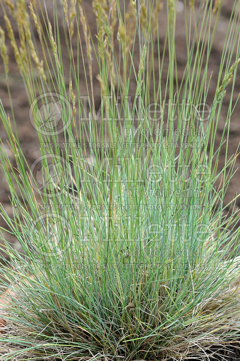 Festuca Elijah Blue (Blue fescue grass - fétuque) 2 