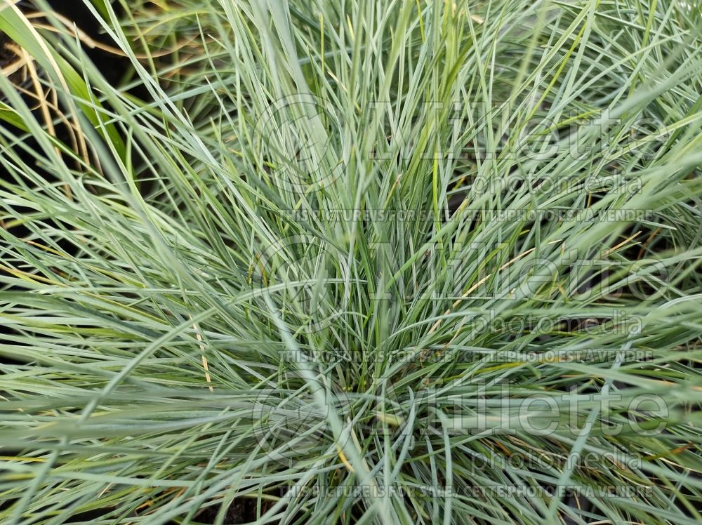 Festuca Elijah Blue (Blue fescue grass - fétuque) 11 