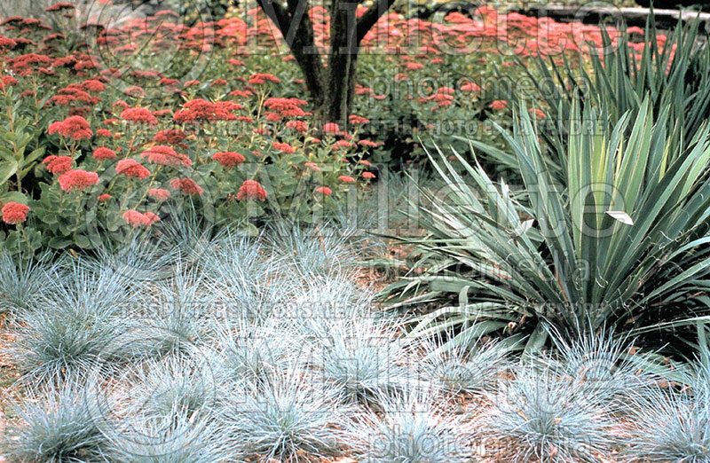 Festuca Elijah Blue (Blue fescue grass - fétuque) 1 