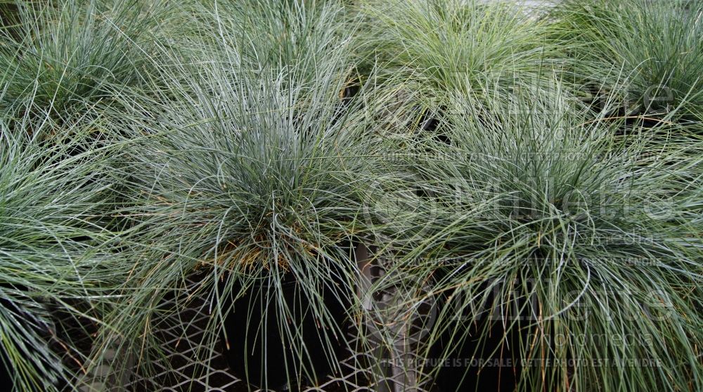 Festuca Elijah Blue (Blue fescue grass - fétuque) 3 