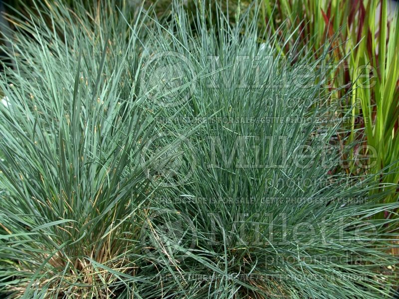 Festuca Elijah Blue (Blue fescue grass - fétuque) 4 