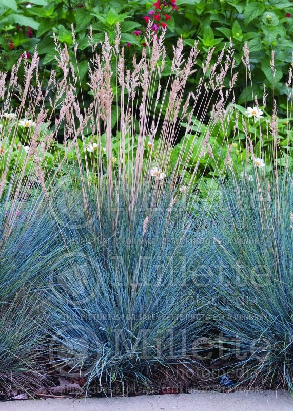 Festuca Elijah Blue (Blue fescue grass - fétuque) 5 