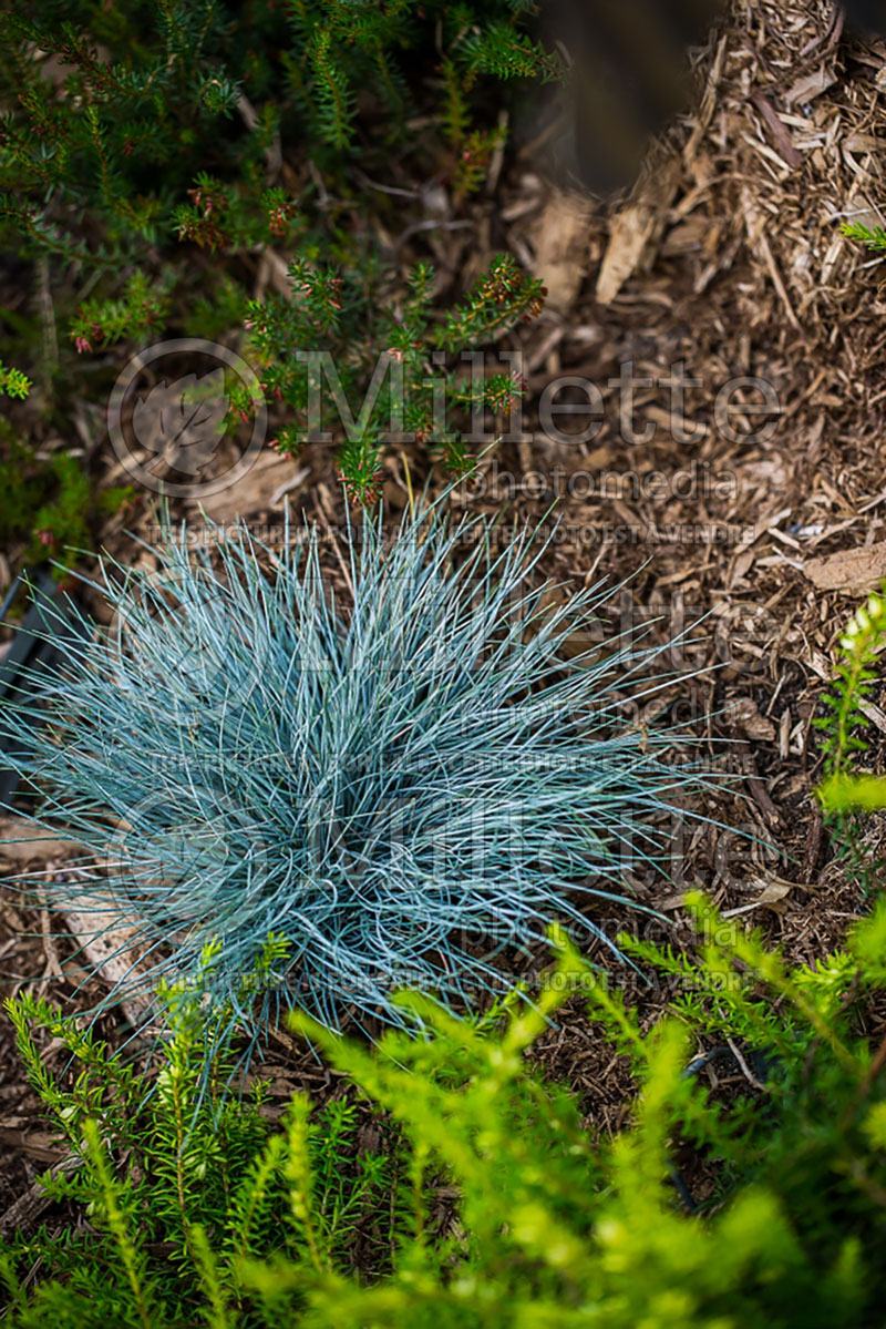 Festuca glauca Pepindale Blue  (Blue fescue grass) 1 