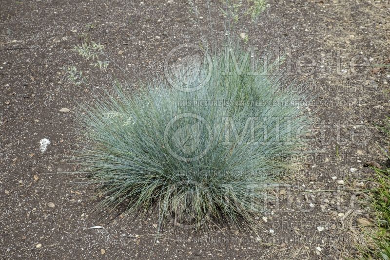 Festuca Sea Blue or Meerblau (Blue fescue grass) 1 