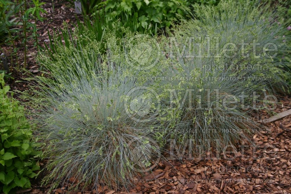 Festuca Siskiyou Blue (fescue grass) 1 