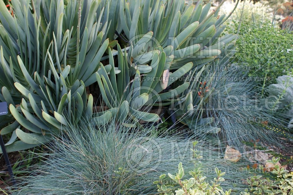 Festuca Siskiyou Blue (fescue grass) 3 