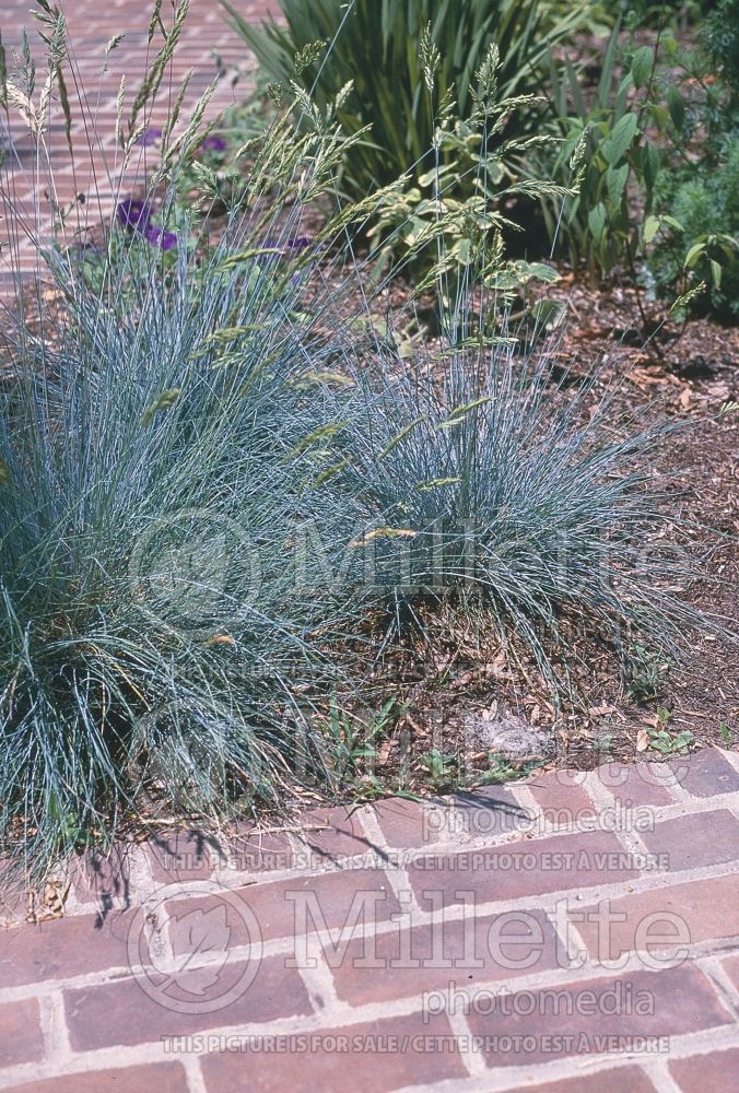 Festuca Siskiyou Blue (fescue grass) 2 