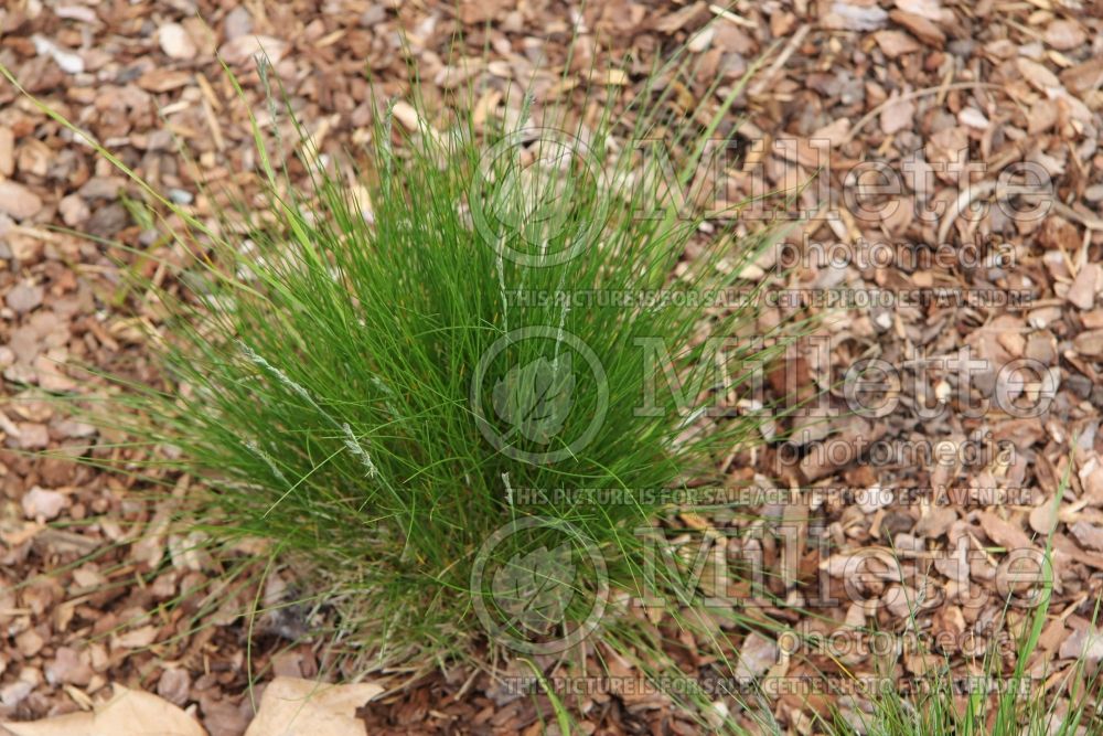 Festuca magellanica (fescue grass) 1 