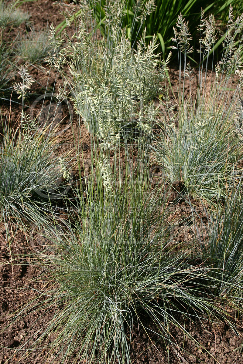 Festuca Sea Urchin (Sheep's Fescue grass) 1 