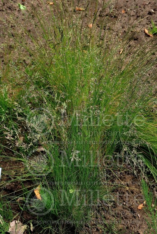 Festuca rubra (fescue grass) 1 