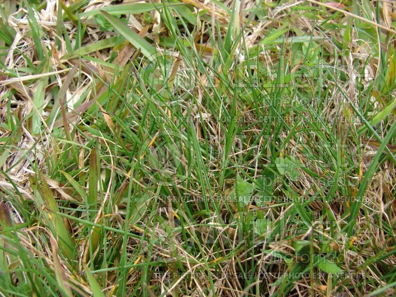 Festuca rubra (fescue grass) 4 