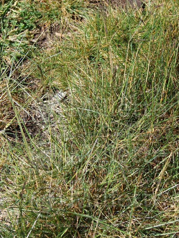 Festuca rubra (fescue grass) 3 