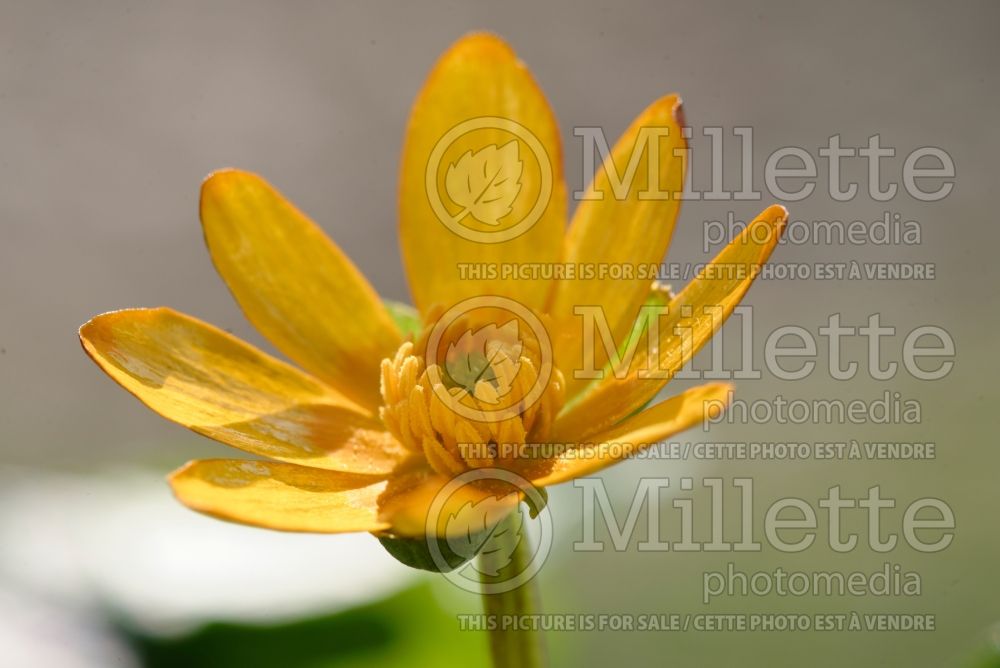 Ficaria aka Ranunculus Aurantiacus (Lesser celandine) 1 